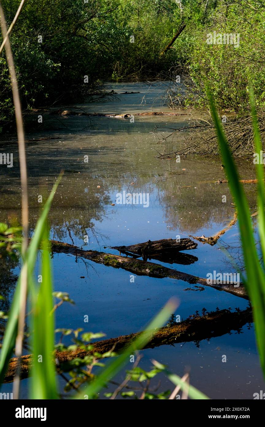 Naturschutzgebiet Punta Alberete (Ravenna) Stockfoto