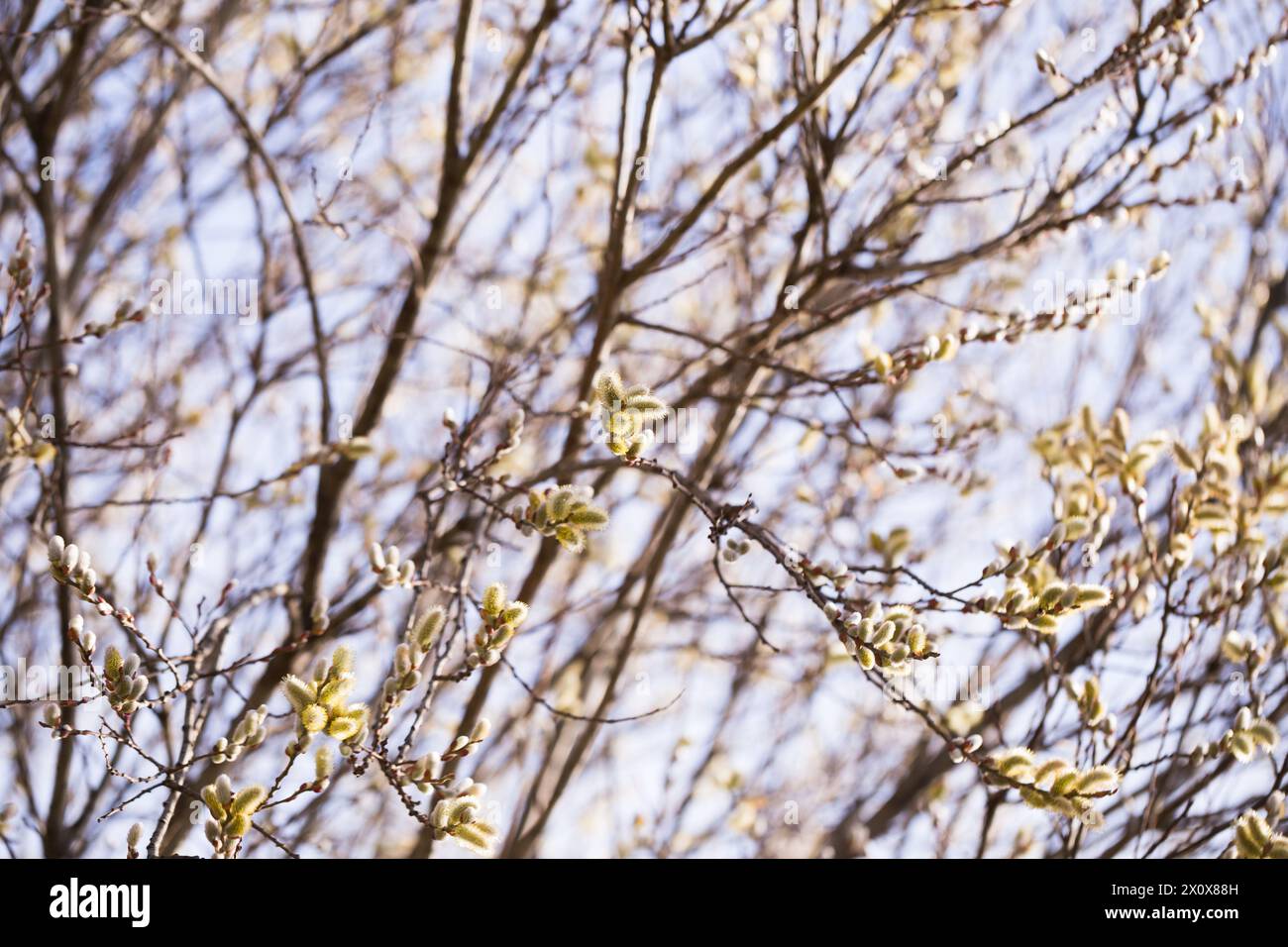 Der Frühling schießt auf salix-Zweige Stockfoto