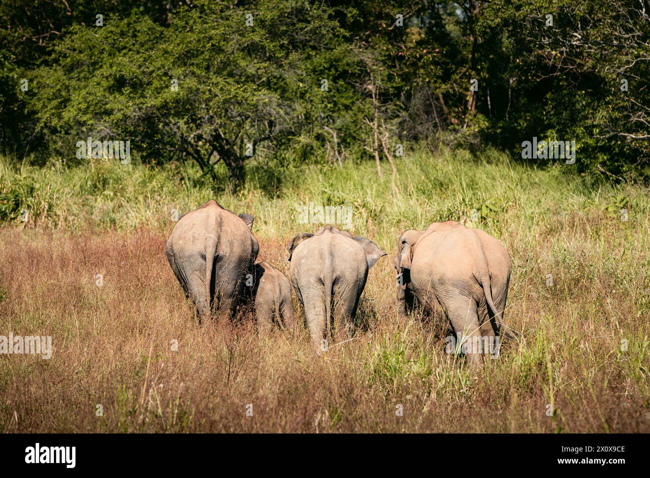 Rückansicht der Elefantenherde in wilder Natur vor grüner Landschaft. Wildtiere in Sri Lanka. Stockfoto