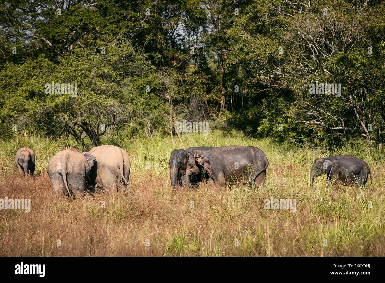 Elefantenherde in wilder Natur vor grüner Landschaft. Wildtiere in Sri Lanka. Stockfoto