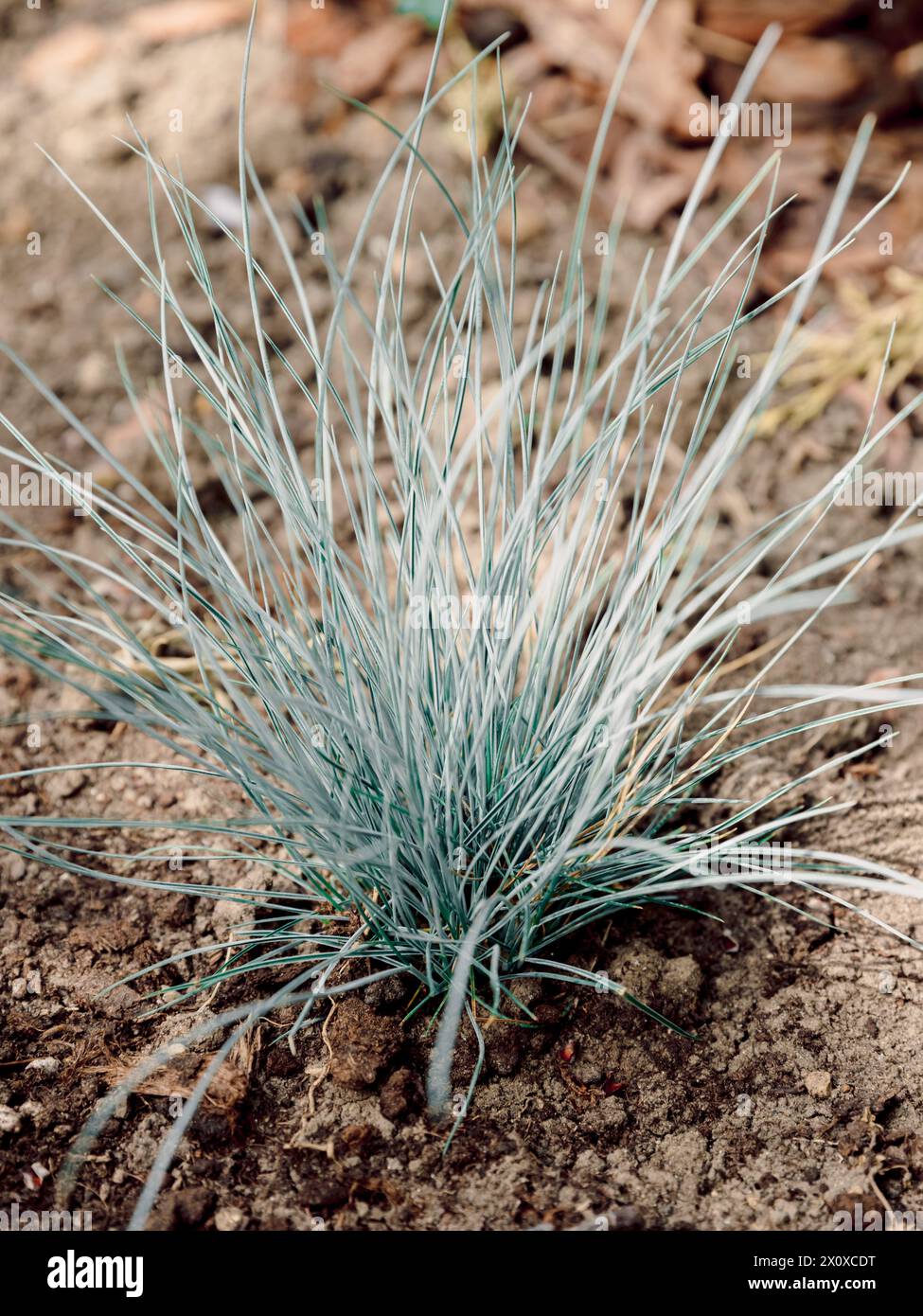 Blue Fescues Pflanze im Anbau, Nahaufnahme Stockfoto