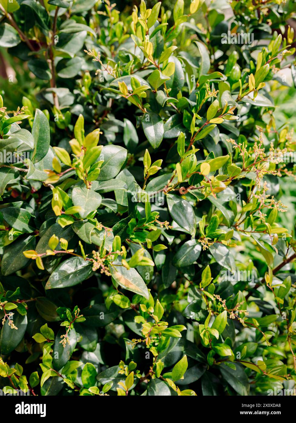 Ligustrum japonicum 'Texanum' Nahaufnahme. Wachsblatt-Privet-Pflanze Stockfoto