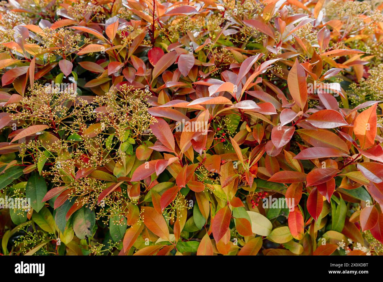 Photinia rotkehlchen mit wunderschönem rotem Laub Stockfoto