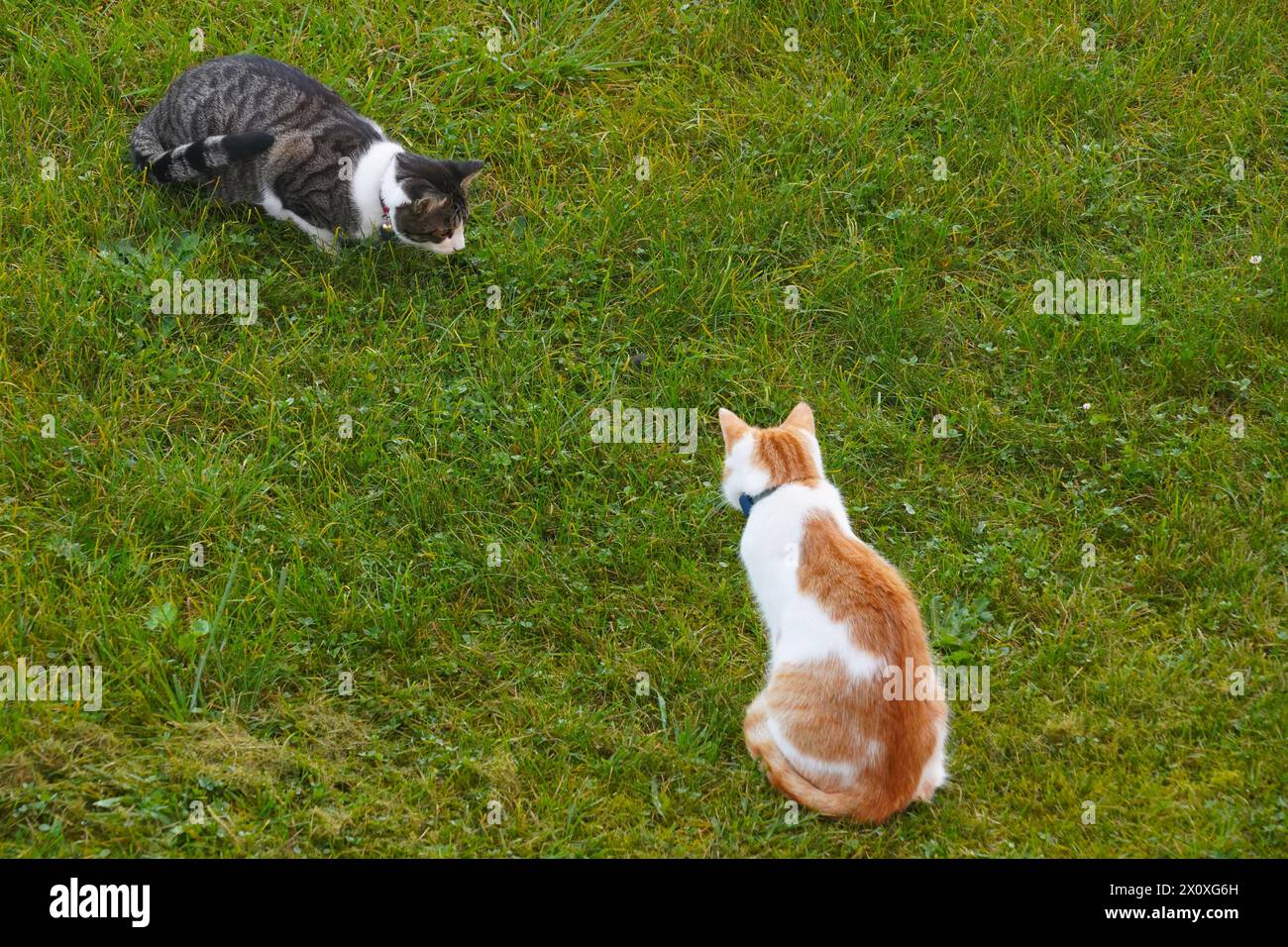 Zwei Katzen jagen eine Maus auf der Wiese mit viel Kopierraum. Aufnahme in Hochwinkelansicht. Stockfoto