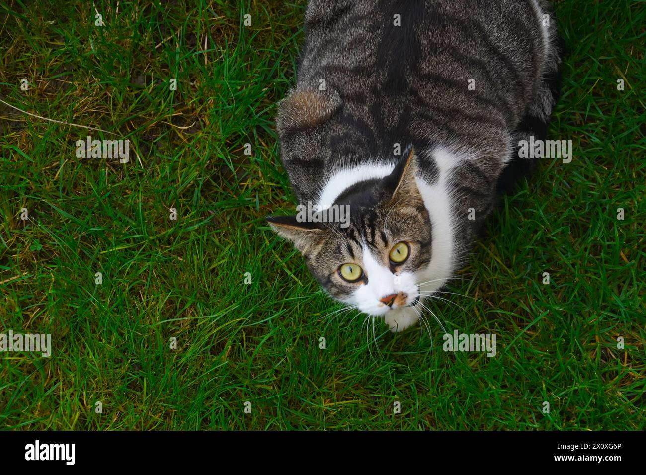 Eine Katze, die auf dem Gras sitzt und nach oben auf die Kamera blickt. Das Foto wird in einem hohen Winkel aufgenommen. Stockfoto