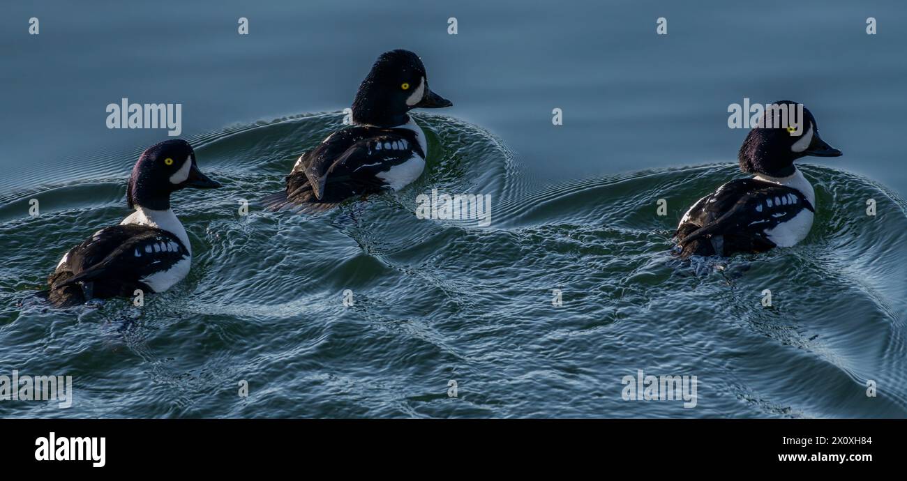 Drei männliche Barrow's Goldaugen (Bucephala islandica) schwimmen bei Galiano Island in British Columbia, Kanada. Stockfoto