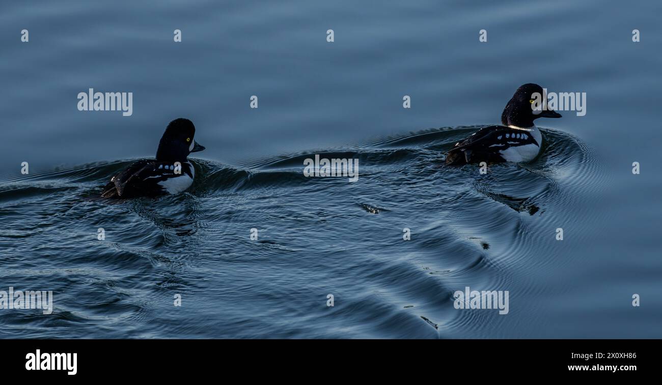 Zwei männliche Barrow's Goldaugen (Bucephala islandica) schwimmen bei Galiano Island in British Columbia, Kanada. Stockfoto