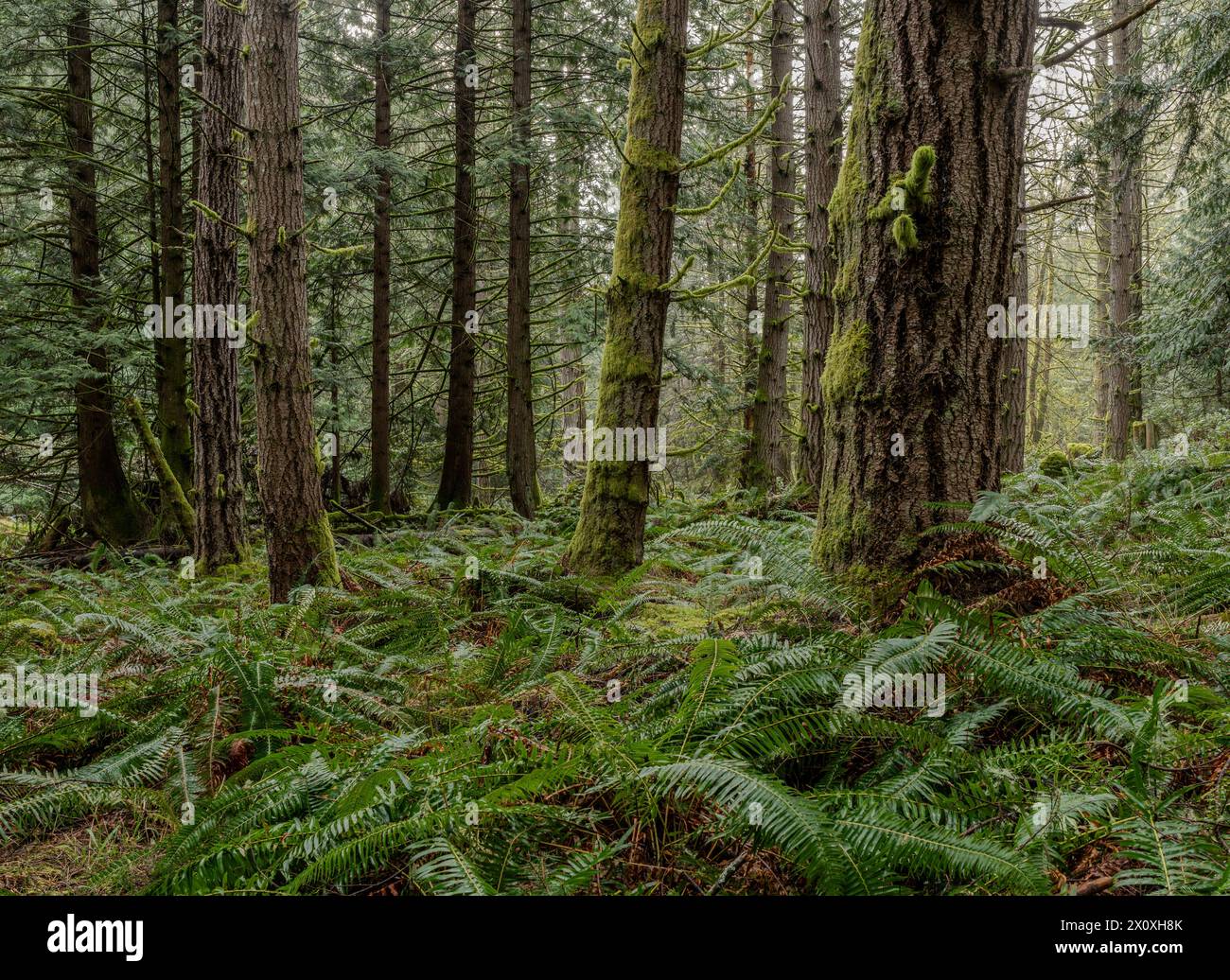 Regenwald im Tapovan Peace Park auf Galiano Island, British Columbia, Kanada. Stockfoto