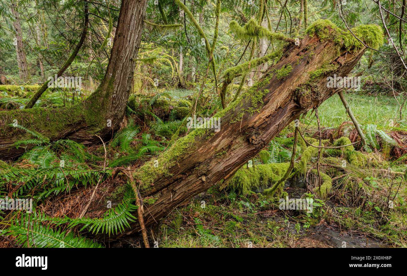 Ein umgefallener Baum im Regenwald des Tapovan Peace Park auf Galiano Island, British Columbia, Kanada. Stockfoto