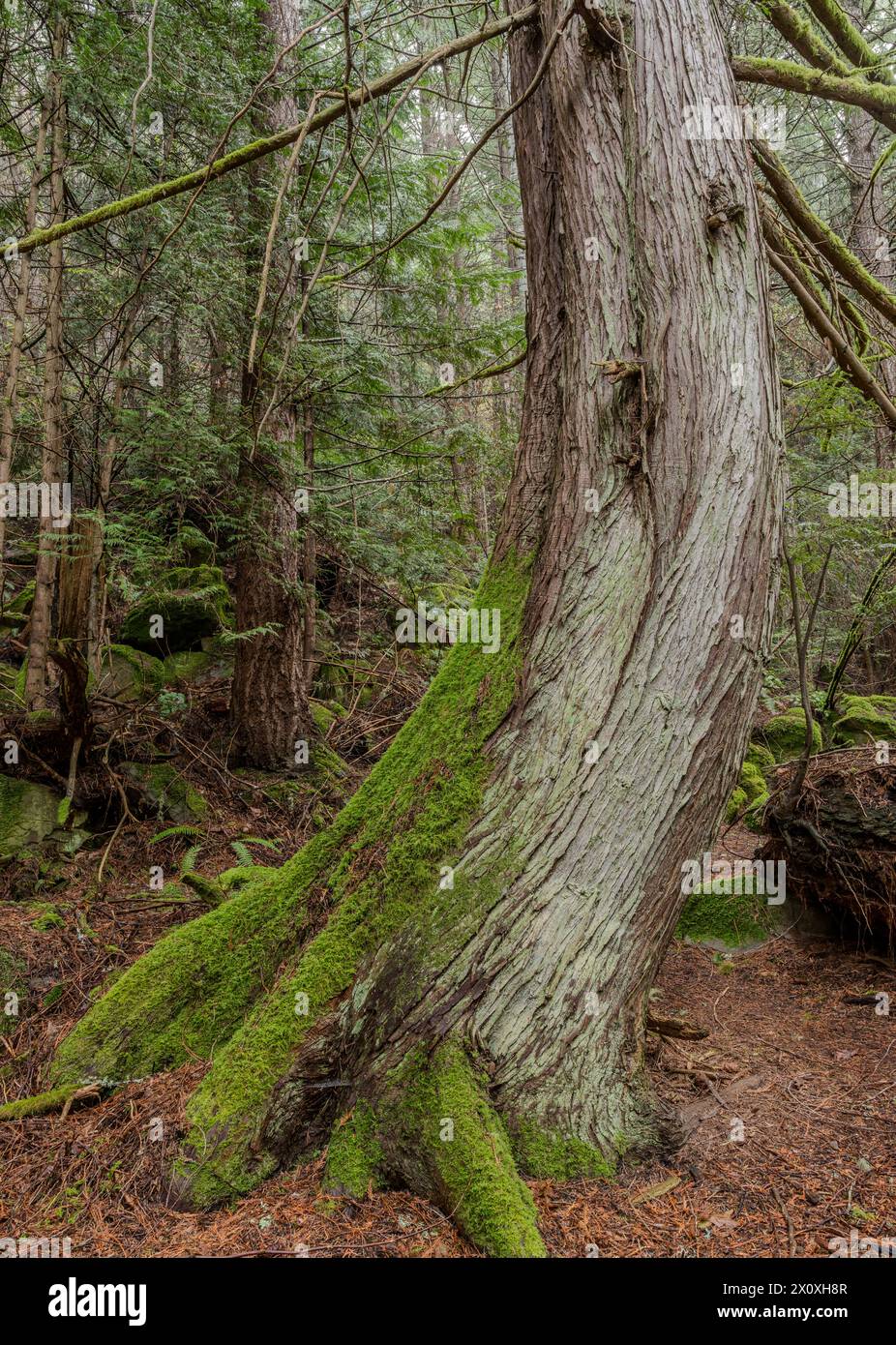 Ein gekrümmter Baum im Regenwald im Tapovan Peace Park auf Galiano Island, British Columbia, Kanada. Stockfoto