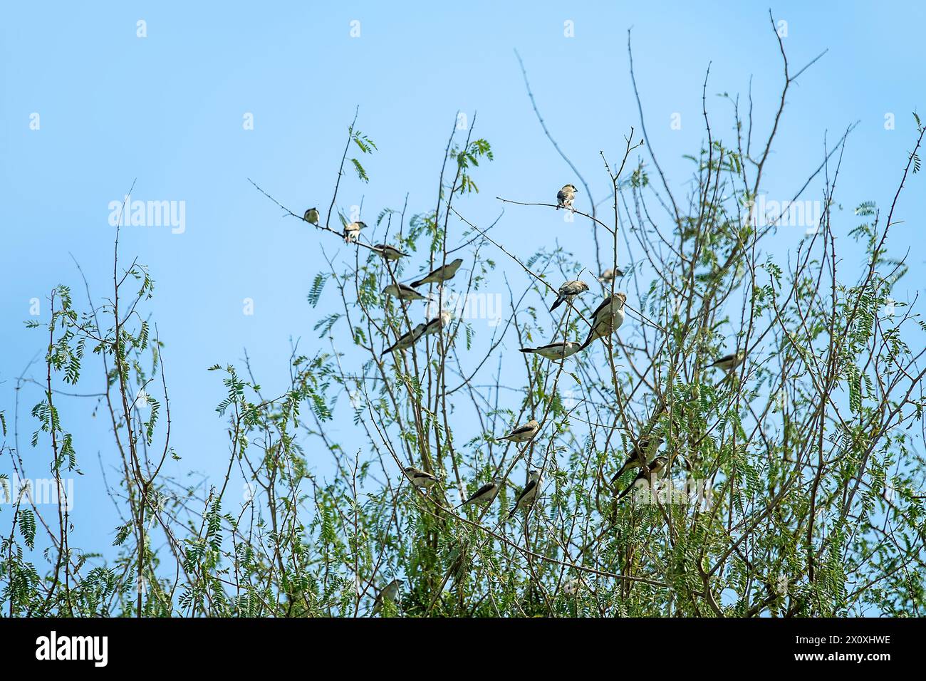 Indische Silberschnabel (Euodice malabarica) oder afrikanische Silberschnabel (Euodice Kantans) in den Vereinigten Arabischen Emiraten, die Vögel überwintern Stockfoto