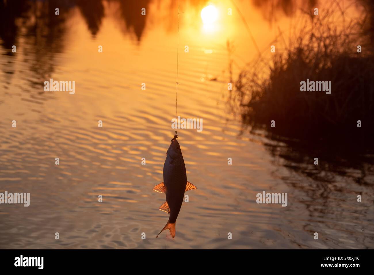 Kakerlake. Glücksspiel-Angeln am Fluss am Abend. Fisch bei Sonnenuntergang gefangen Stockfoto