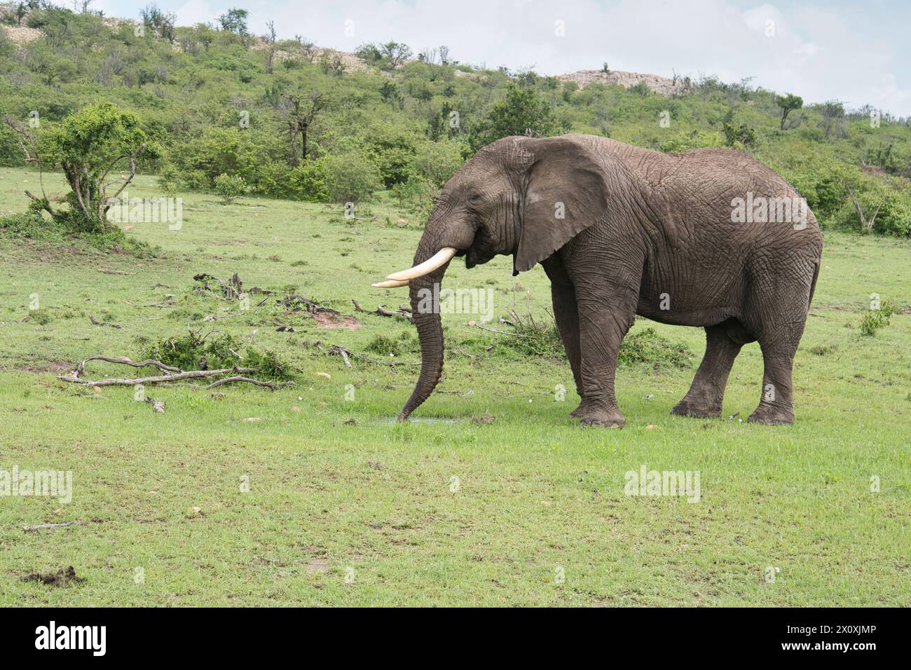 Afrikanischer Elefant (Loxodonta africana), ein junger erwachsener Rüde (Bulle) an einem kleinen temporären Wasserloch nach längerem Regen Stockfoto