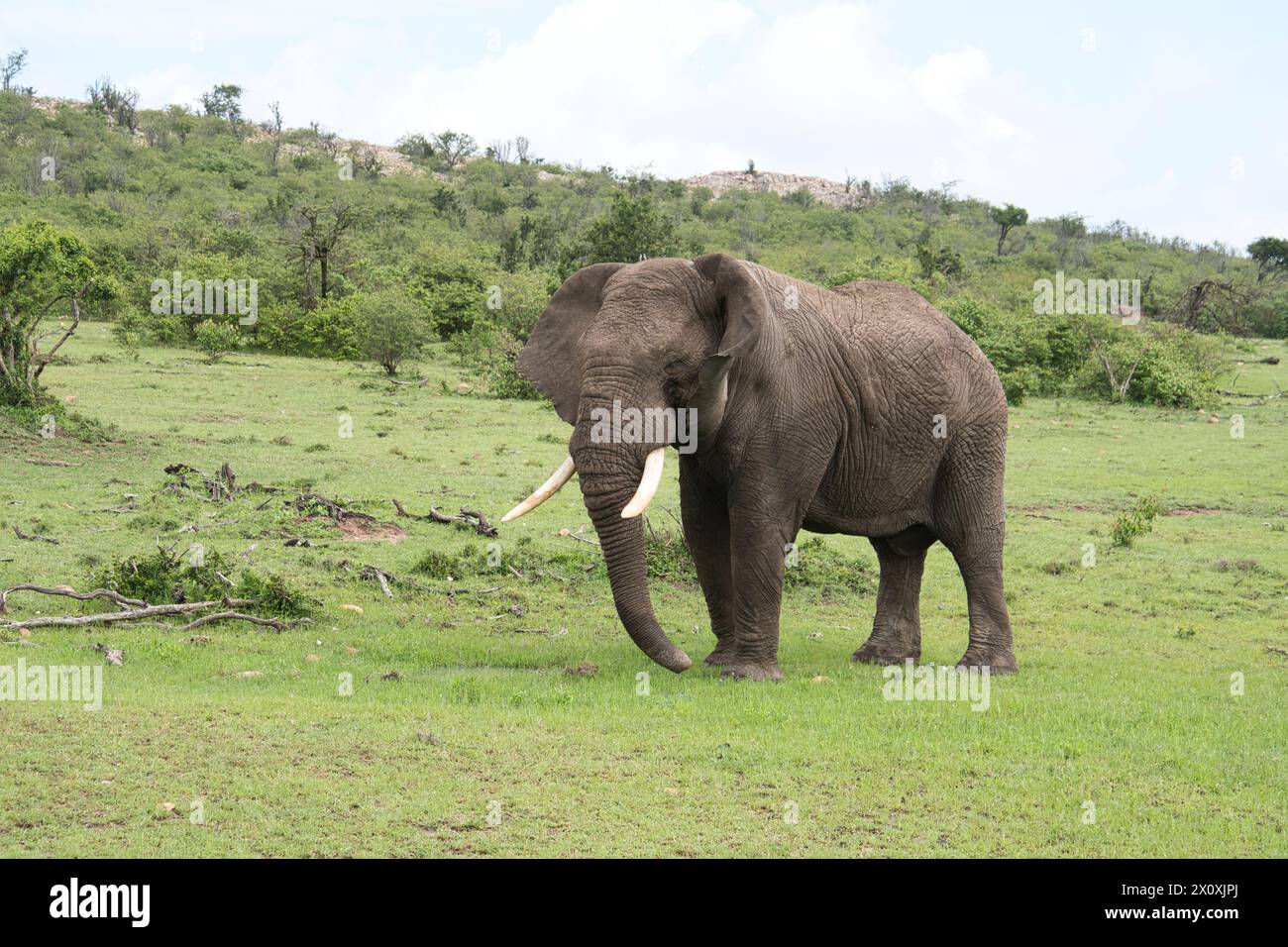 Afrikanischer Elefant (Loxodonta africana), ein junger erwachsener Rüde (Bulle) an einem kleinen temporären Wasserloch nach längerem Regen Stockfoto