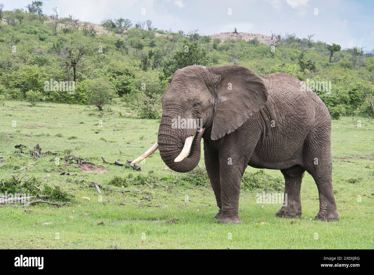 Afrikanischer Elefant (Loxodonta africana), ein junger erwachsener Rüde (Bulle) an einem kleinen temporären Wasserloch nach längerem Regen Stockfoto