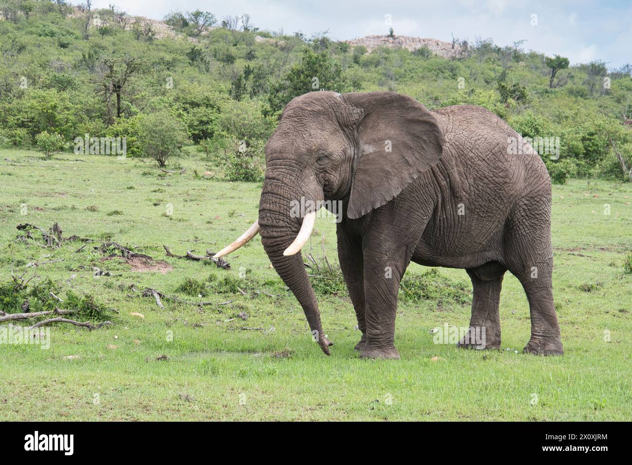 Afrikanischer Elefant (Loxodonta africana), ein junger erwachsener Rüde (Bulle) an einem kleinen temporären Wasserloch nach längerem Regen Stockfoto
