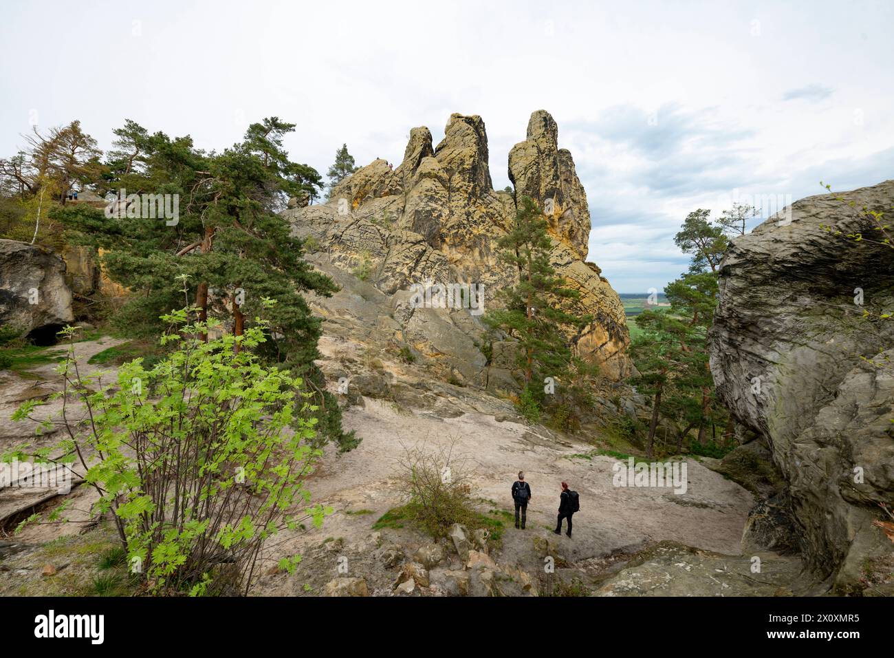 Wandern im Harz die Teufelsmauer zischen dem Felsen Großmutter und dem Felsen Großvater bei Blankenburg im Harz, fotografiert am 5. April 2024. Timmenrode Sachsen Anhalt Deutschland Teufelsmauer 001108 *** Wandern im Harz die Teufelsmauer zwischen der Felsengroßmutter und dem Felsengroßvater bei Blankenburg im Harz, fotografiert am 5. April 2024 Timmenrode Sachsen Anhalt Germany Teufelsmauer 001108 Stockfoto