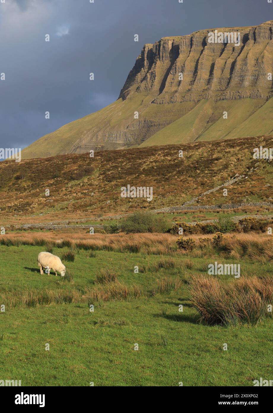 Schafe weiden auf dem Feld nahe dem Benbulben Mountain unter grauem Himmel im ländlichen County Sligo, Irland Stockfoto