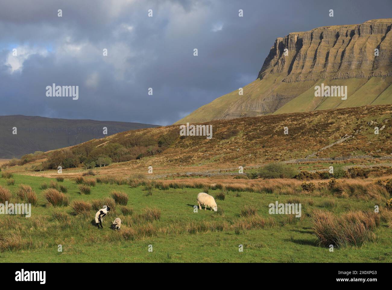 Schafe und Lämmer spielen auf dem Feld nahe dem Benbulben Mountain unter bedecktem Himmel im ländlichen County Sligo, Irland Stockfoto
