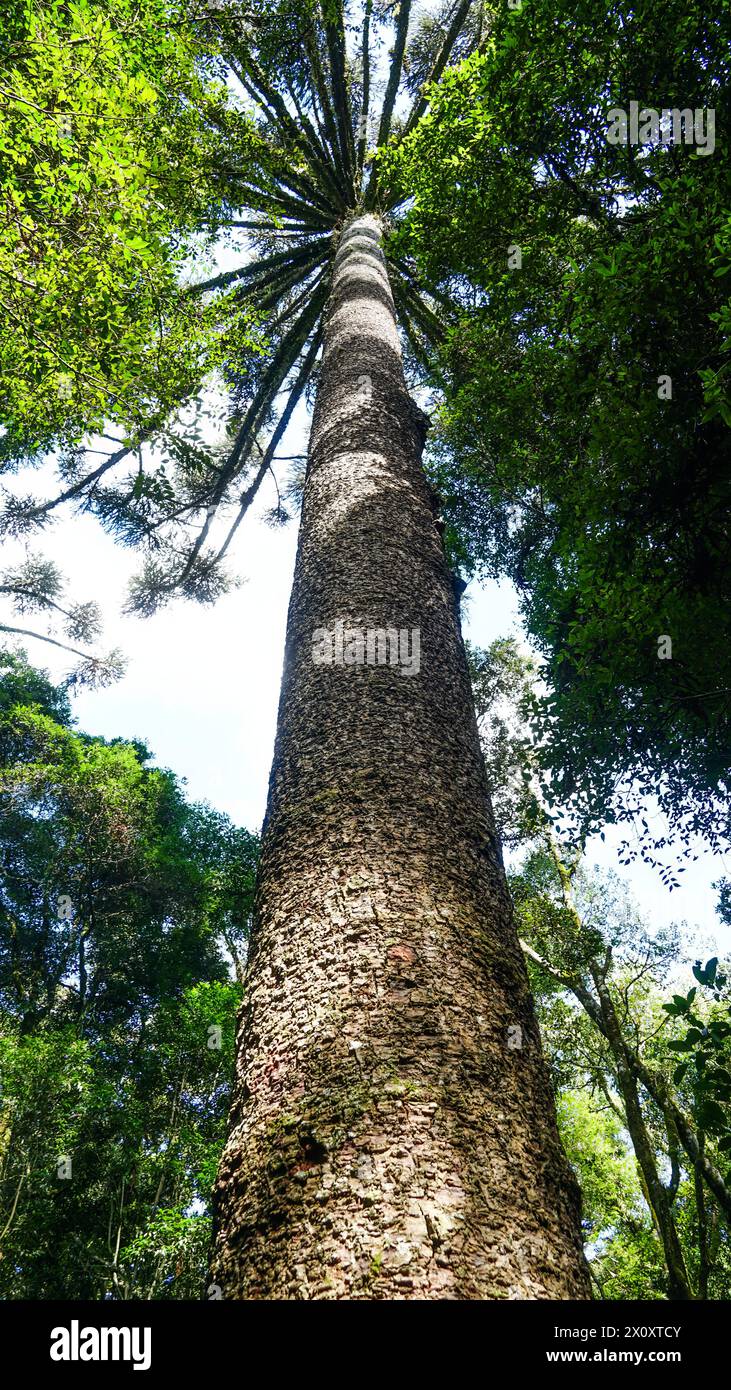 Paraná Kiefer von unten gesehen, Atlantischer Wald im Süden Brasiliens Stockfoto