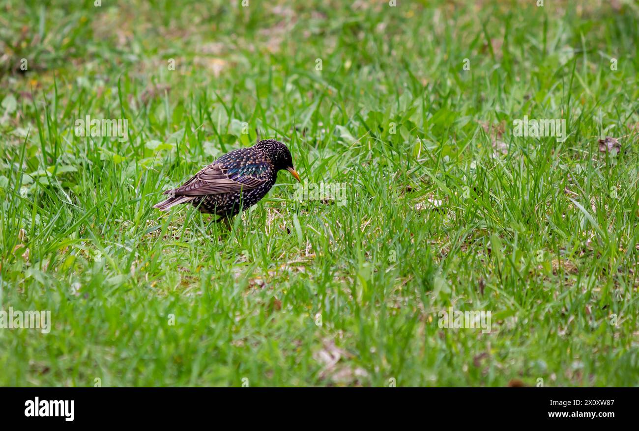 Gewöhnlicher Star - Erwachsener Vogel im Frühling auf grünem Gras Stockfoto