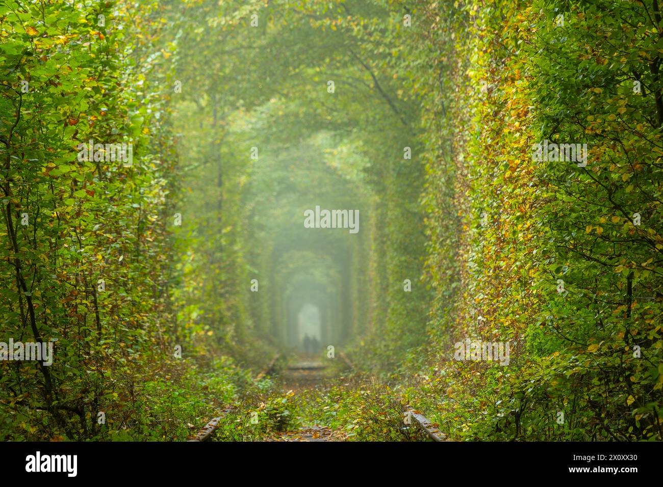 Sommertag in der Region Rivne der Ukraine. Tunnel der Liebe in Klevan. Dichter Laubwald und entfernte Silhouette eines Paares Stockfoto