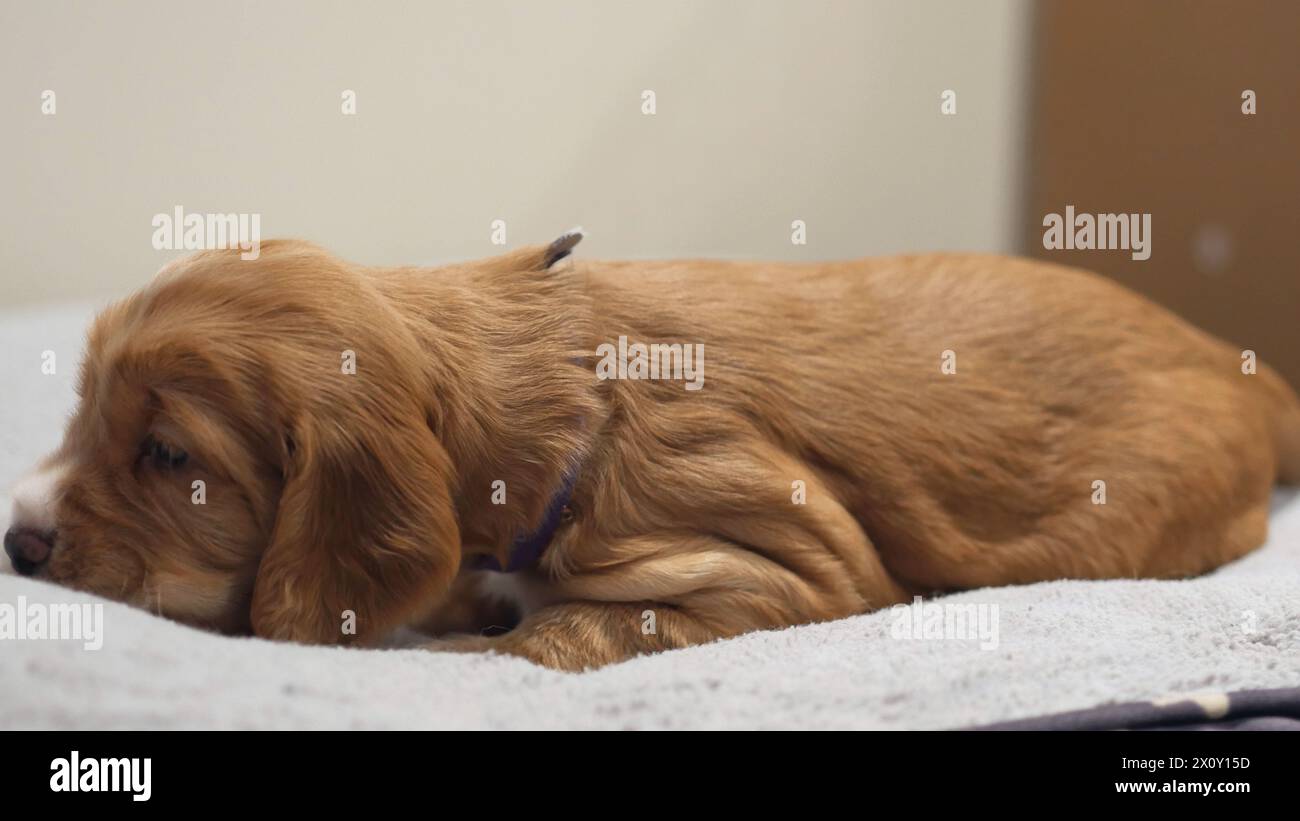 Hündchen, Neugeborenes Baby Hund, Golden Spaniel Retriever Haustier Stockfoto