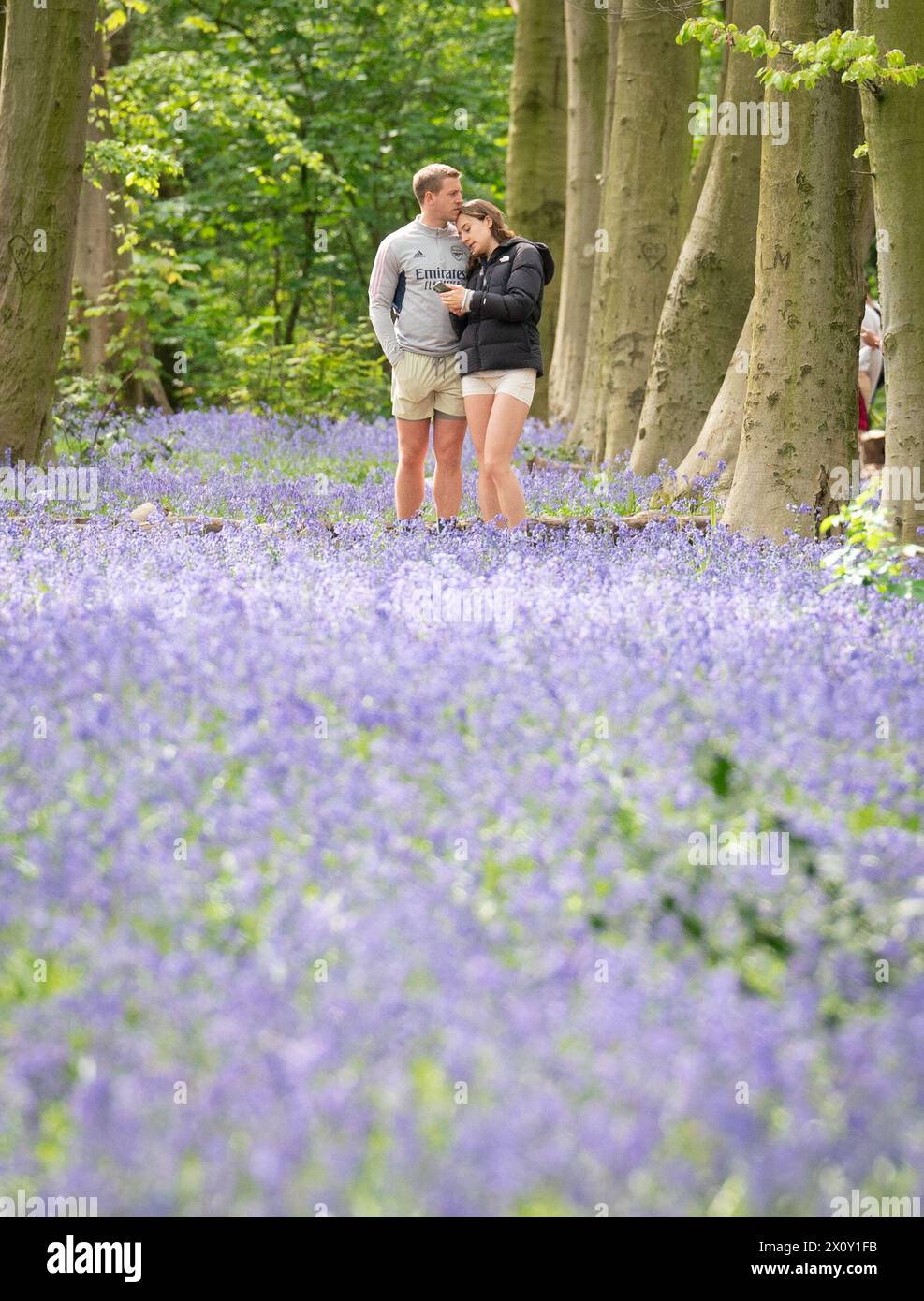 Besucher des Wanstead Park im Nordosten Londons genießen die frühen Bluebells in Chalet Woods. Bilddatum: Sonntag, 14. April 2024. Stockfoto