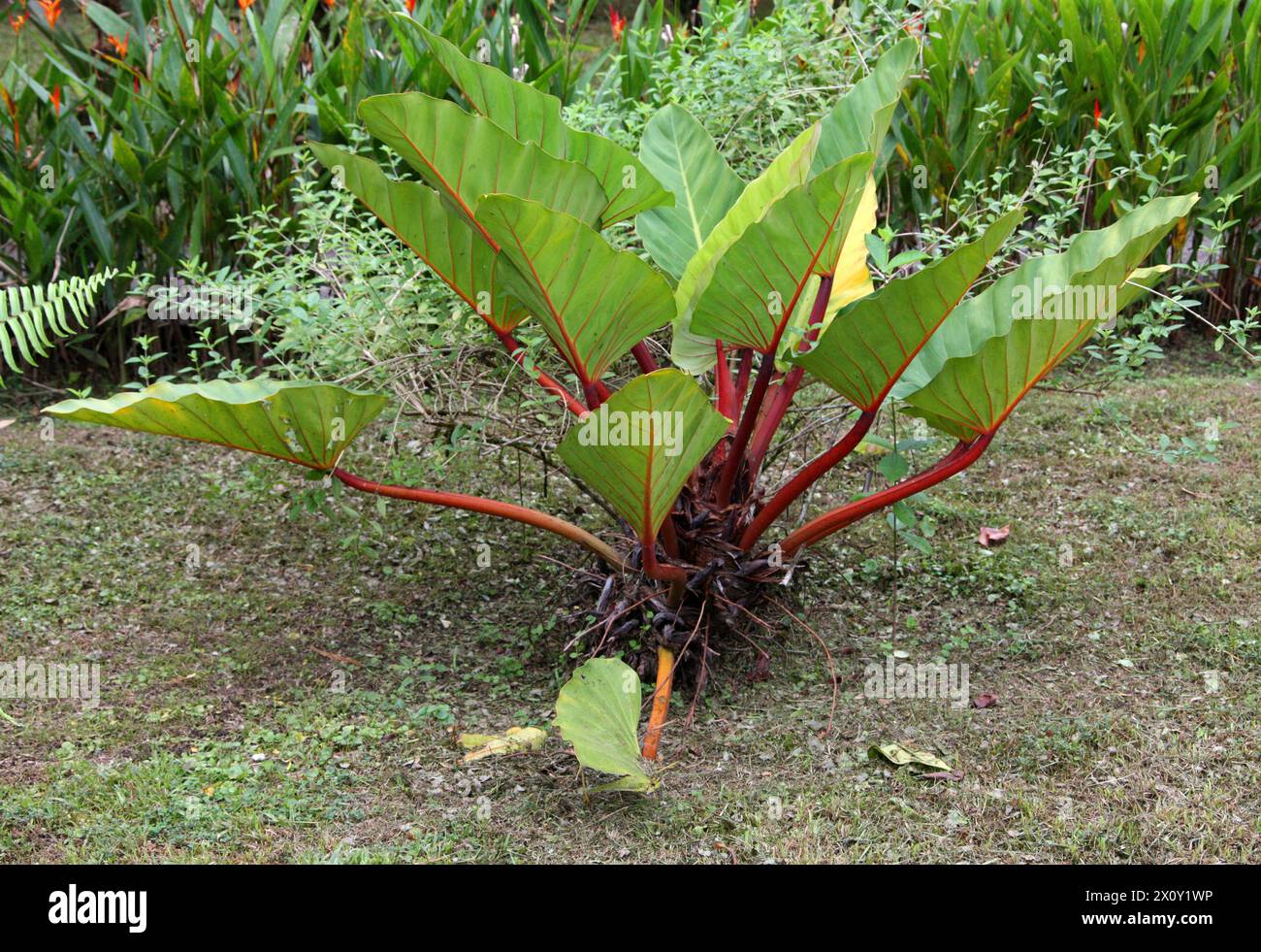 Lila elefantenohr -Fotos und -Bildmaterial in hoher Auflsung  Alamy