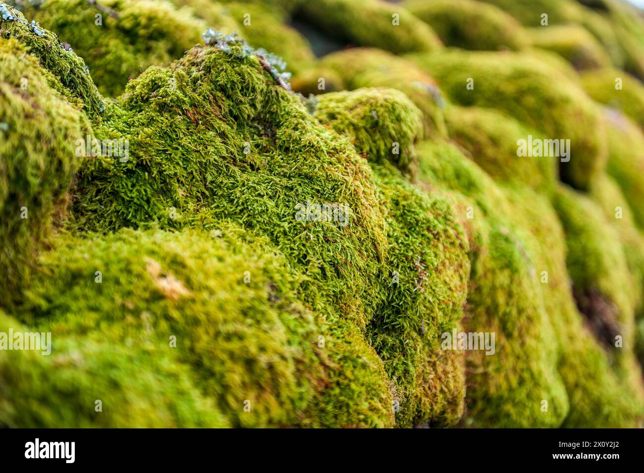 Moos wächst auf einer Trockenmauer in der Nähe von Wood End, Birker Fell, Eskdale, Cumbria Stockfoto