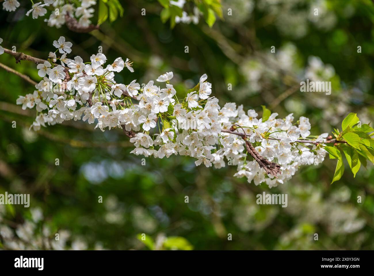 Blühende Kirschbaumblüte. Stockfoto