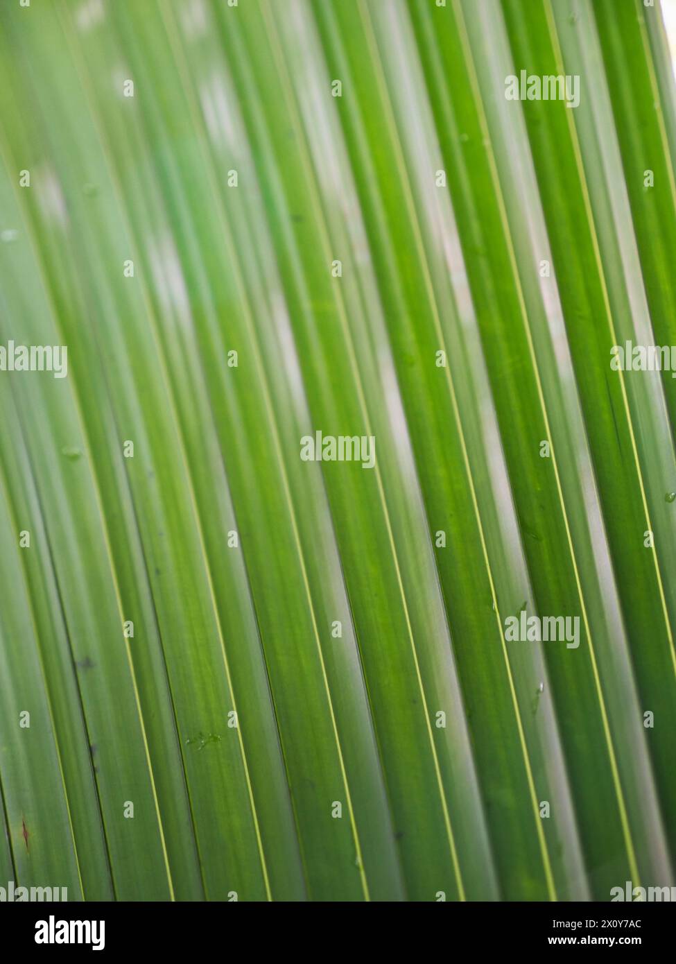 Eine wunderschöne Nahaufnahme eines exotischen grünen Blattes mitten im Dschungel. Hintergrundbild für ein naturbezogenes Werk Stockfoto