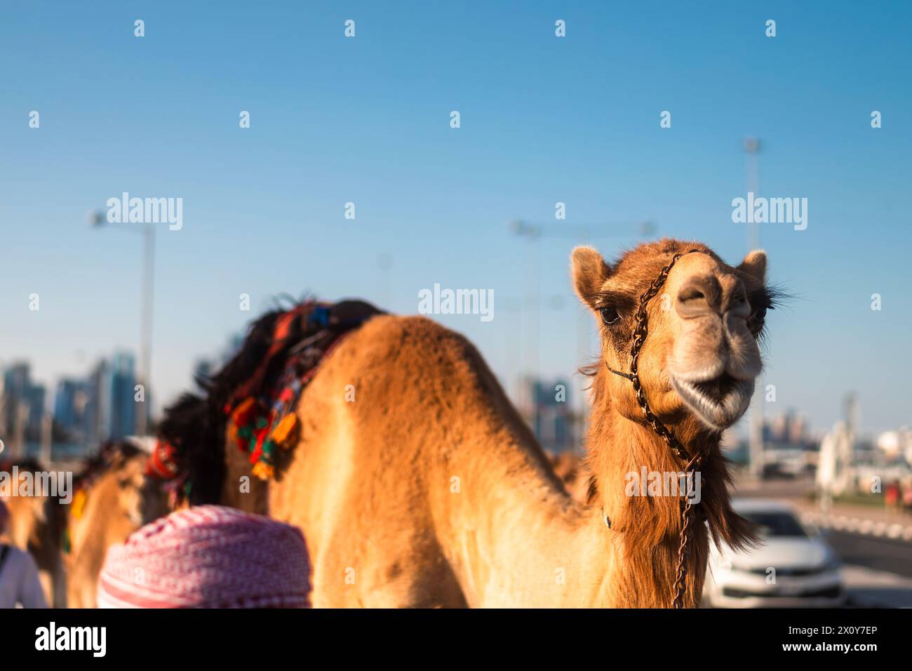 Lächelndes Kamel auf der Straße der Stadt, der in die Kamera schaut. Doha in Katar. Stockfoto