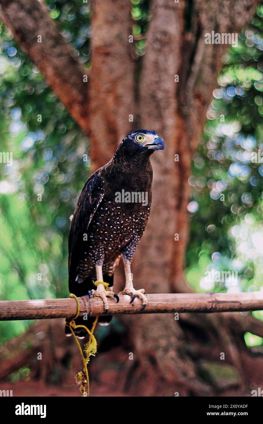 Majestätischer Schlangenadler, der in einem ruhigen Wald thront und die Kraft und Schönheit der Natur zeigt. Stockfoto