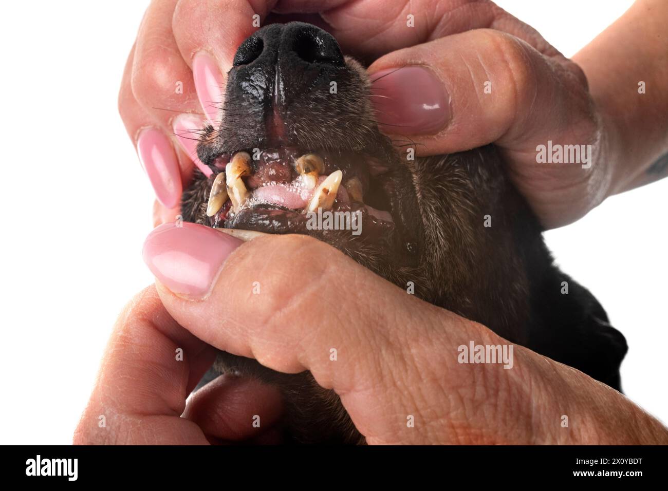 Zahnsteinzähne des alten Hundes im Atelier Stockfoto