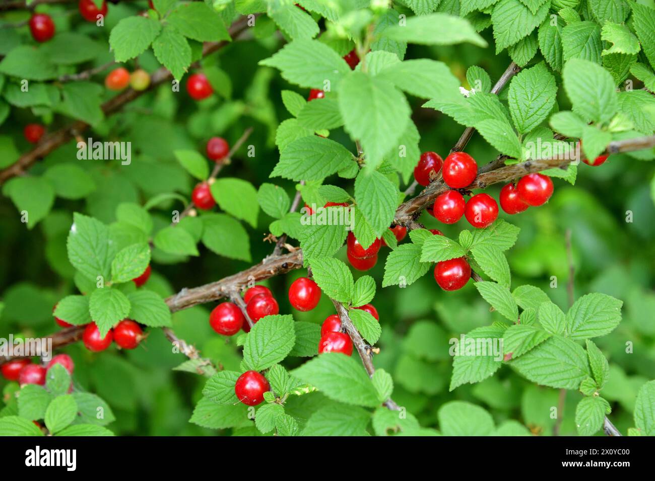 Prunus tomentosa - Holzpflanze, Arten der Gattung Prunus Stockfoto