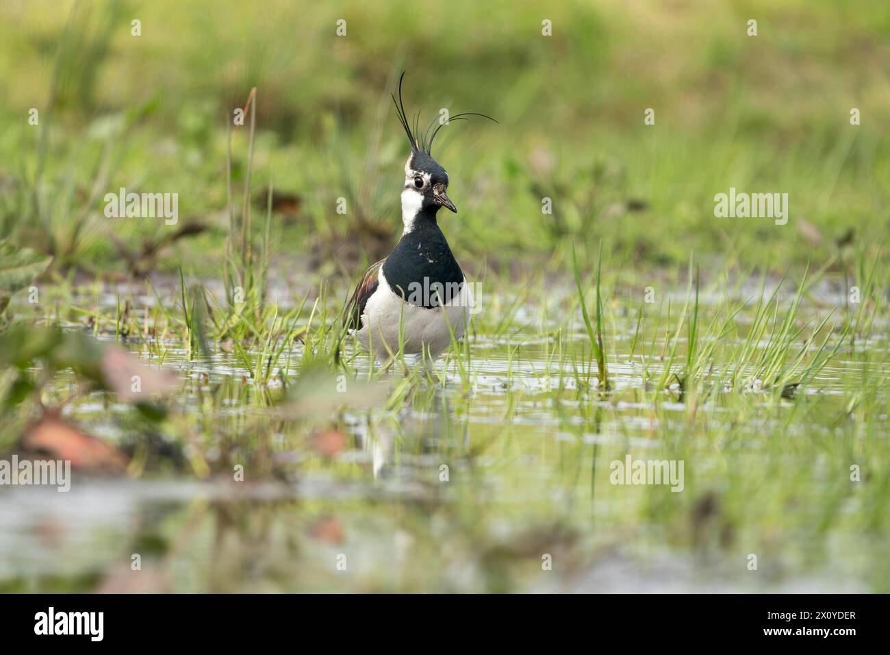nördlicher Kick, Vanellus vanellus Stockfoto