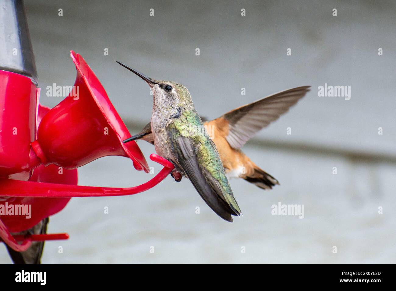 Ein weiblicher Kolibri (Calypte anna) und ein weiblicher Kolibri (Selasphorus rufus) teilen sich einen Kolibri-Futterplatz in Südkalifornien. Stockfoto