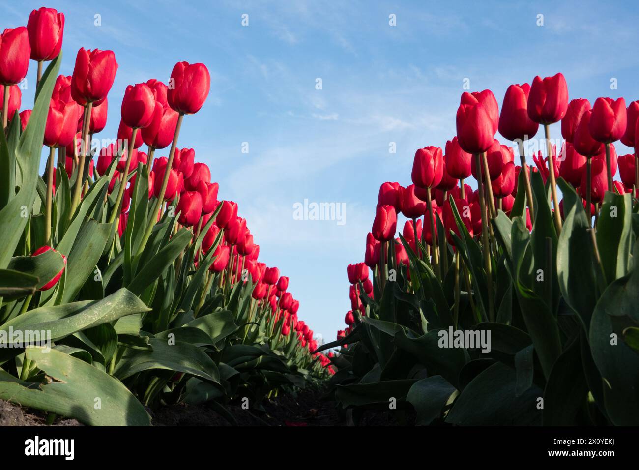 Blick zwischen zwei Reihen rosa Tulpen unter einem blauen Himmel aus einer tiefen Perspektive Stockfoto