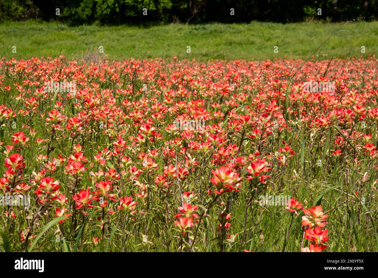 Ein heller Fleck wunderschöner, roter indischer Pinselblüten, die an einem sonnigen Frühlingsmorgen auf einem Feld wachsen. Stockfoto