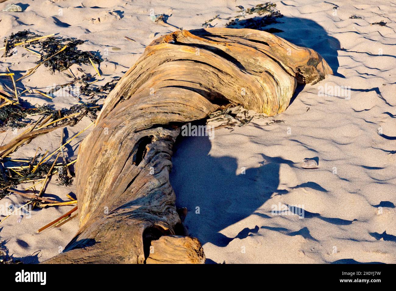 Nahaufnahme eines großen, verdrehten, verrotteten Baumstamms, der als Treibholz an einem Sandstrand angespült wurde. Stockfoto