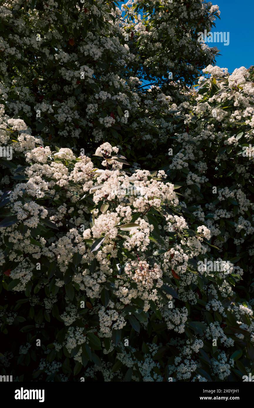 Ein Baum mit kleinen weißen Blüten. Realville oder Pol s Spaziergänge. Spazieren Sie zwischen den Dörfern Realville und Le bourg. Patricia Huchot-Boissier/Collectif DyF Stockfoto