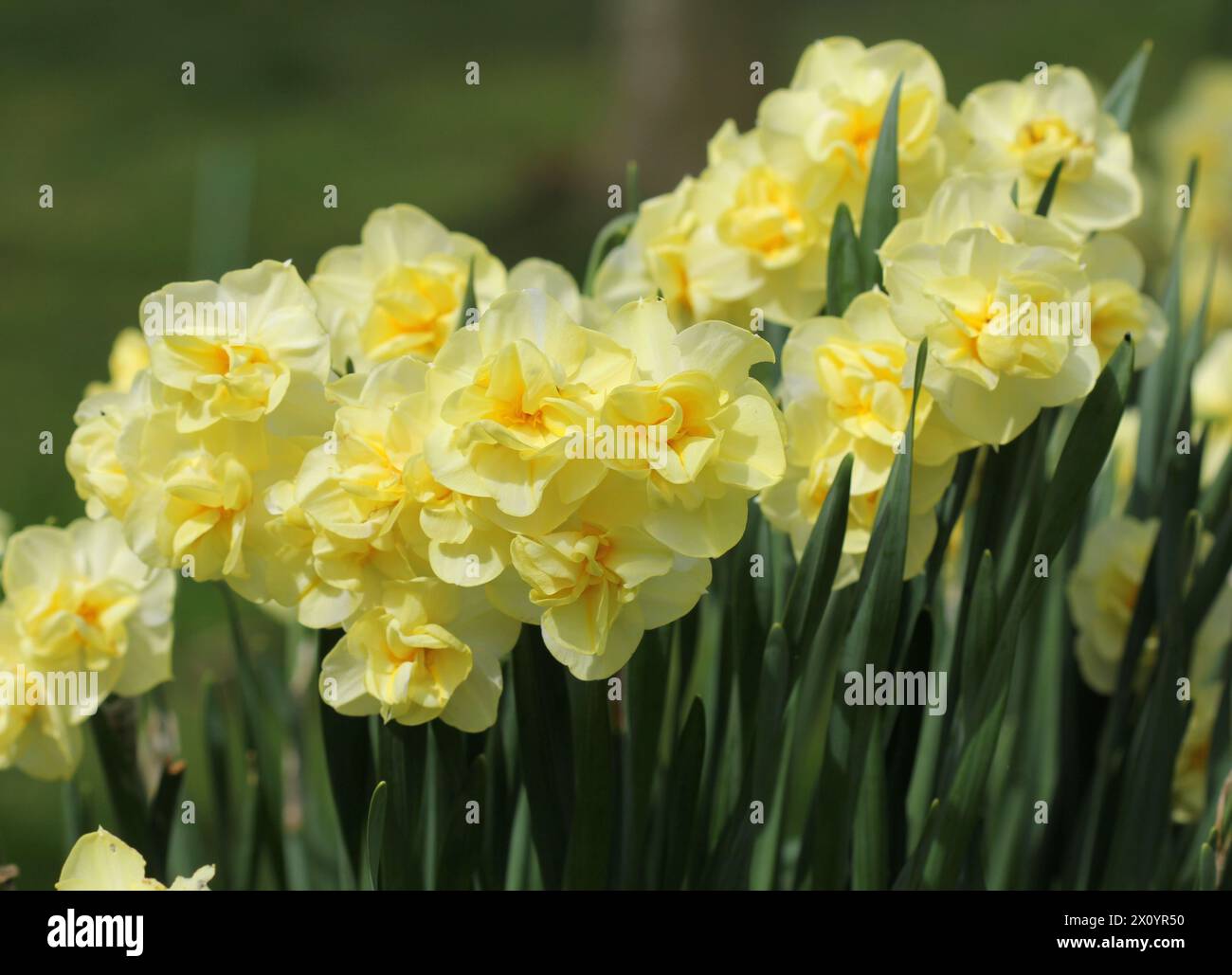 Ein großer Haufen von Gelben Narzissen 'Fröhlichkeit' Narzissen Stockfoto