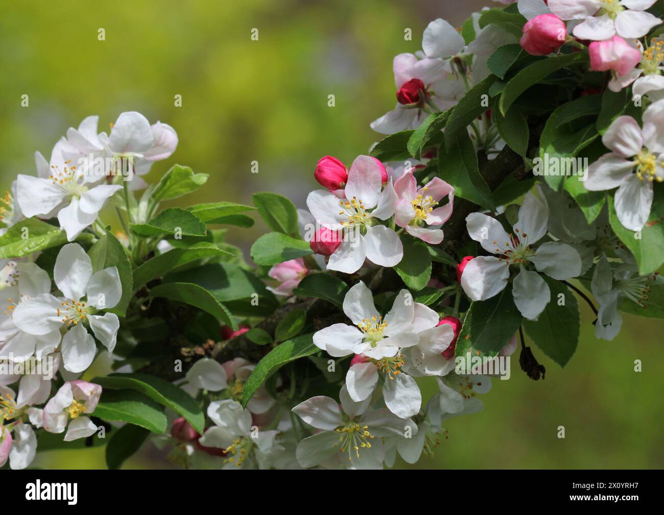 Eine Nahaufnahme der Krabbenapfelblüte von Malus „Goldene Hornet“ Stockfoto