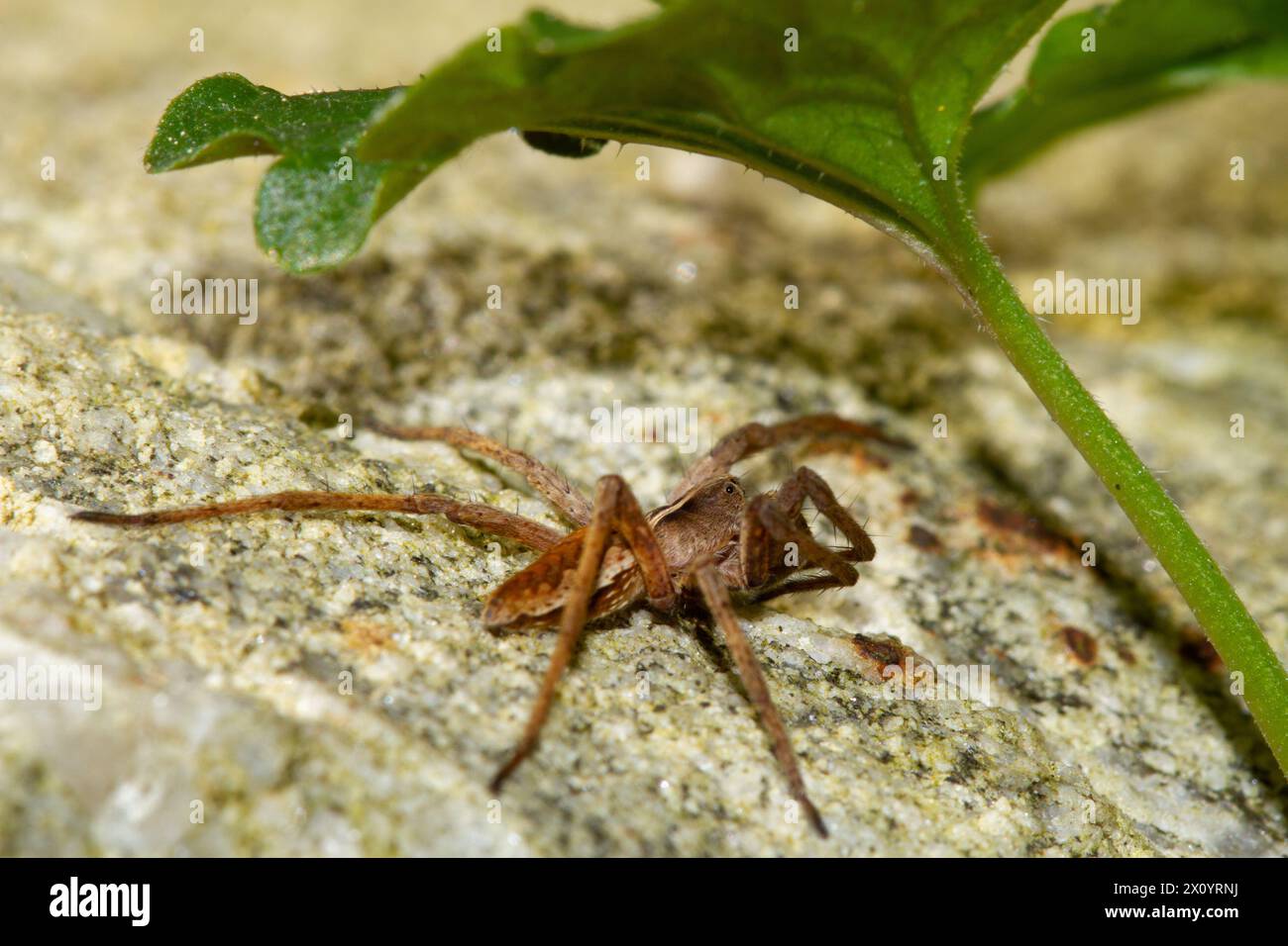 Kinderwebspinne auf Stein unter dem Blatt des Erdeifefeu Stockfoto