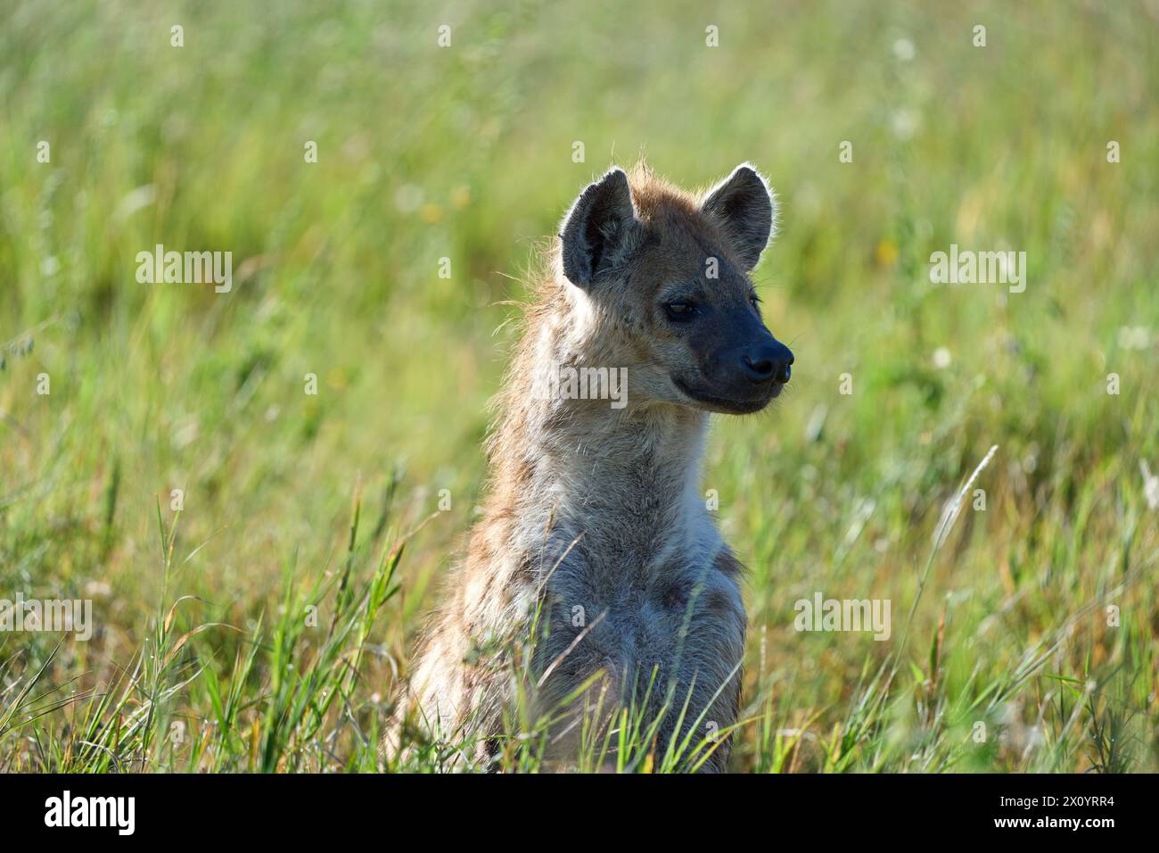 Kopf einer Hyäne, die aus der Wiese ragt Stockfoto