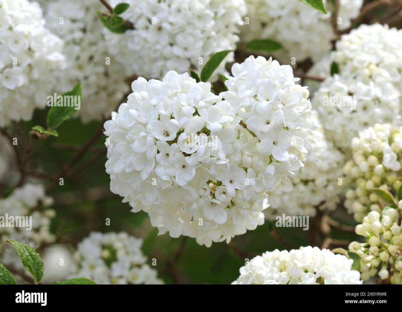 Eine Nahaufnahme der schönen weißen Blumen von Viburnum 'Eskimo' Stockfoto