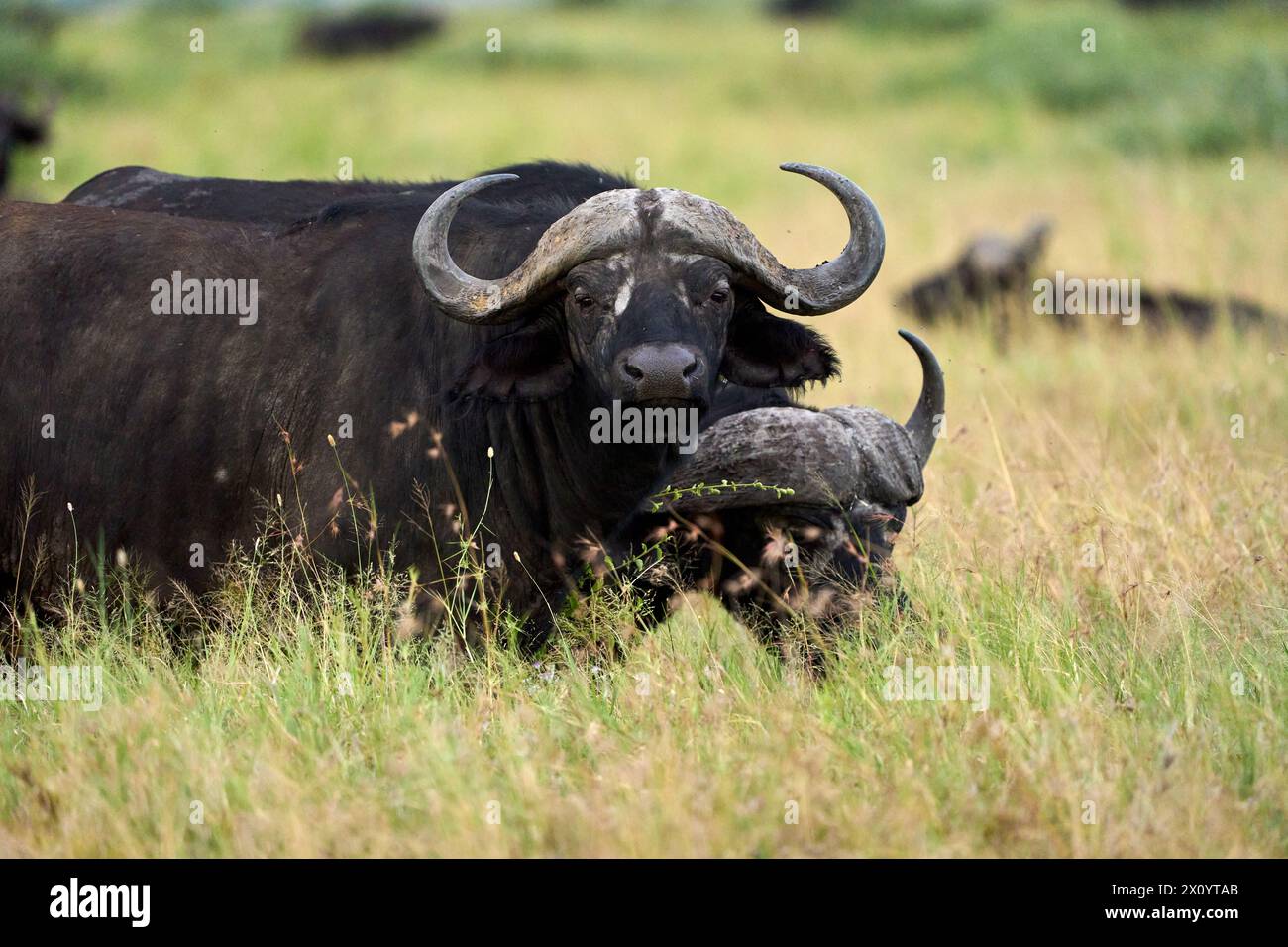 Büffel mit langen Hörnern essen in der Savanne Stockfoto