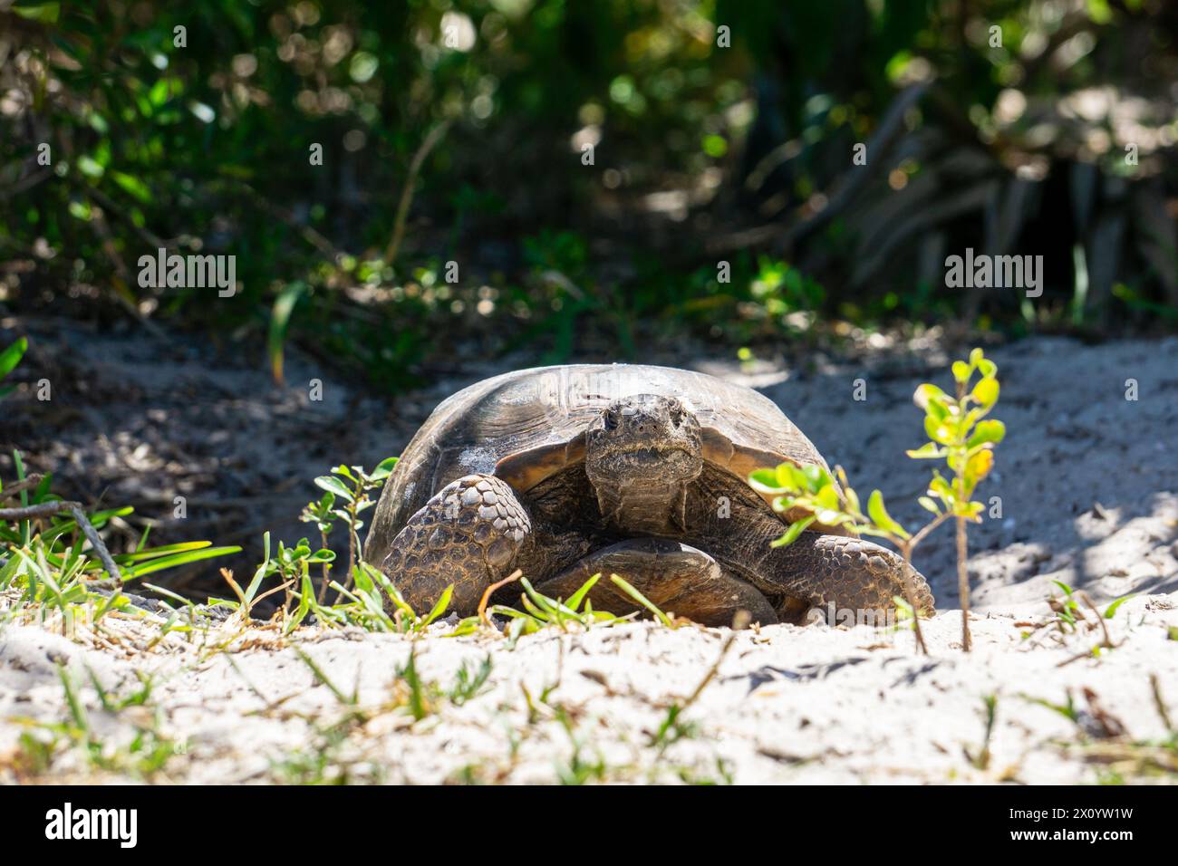 Gopher Schildkröte (Gopherus polyphemus), vom Boden aus gesehen, kommt aus ihrem Loch im Twin Rivers Park, Stuart, Florida, USA Stockfoto