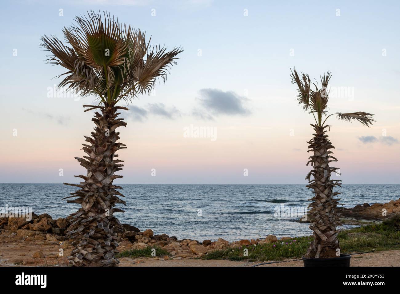 Zwei Palmen mit beschädigten Blättern vom Wind, die am Strand des Mittelmeers wachsen. Ruhige Stimmung beim Sonnenaufgang, farbiger Himmel. Spiaggia Sibilliana, Ma Stockfoto